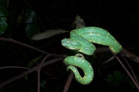 A Western Bush Viper coiled in the darkness This beautiful viper was very cooperative as my friend and I took many photos. It never showed any sign of defensiveness or aggression. Atheris chlorechis,Geotagged,Ghana,Summer