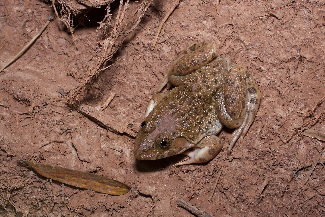 A Crowned Bullfrog (Hoplobatrachus occipitalis) hunkered down in the mud These frogs are common in west Africa, and large enough that the locals will eat them. Crowned bullfrog,Geotagged,Ghana,Hoplobatrachus occipitalis,Summer