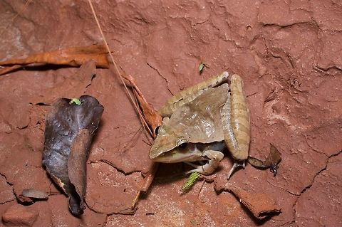 A Snouted Grassland Frog (Ptychadena longirostris) in the mud of Ghana These frogs were common in large puddles on dirt roads. They often allowed a close approach, but eventually would leap a long, long distance away. Geotagged,Ghana,Ptychadena longirostris,Summer