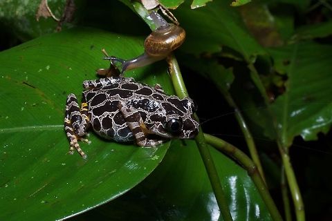Ivory Coast Running Frog (Kassina arboricola) and friend I saw four or five of these beautiful frogs in a couple of nights. Most were posed like this one, overhanging the edge of a leaf close to the ground, apparently in ambush position. The Kassina frogs are called "running frogs" because they tend to move one leg at a time, rather than hop. Geotagged,Ghana,Ivory Coast Running Frog,Kassina arboricola,Summer