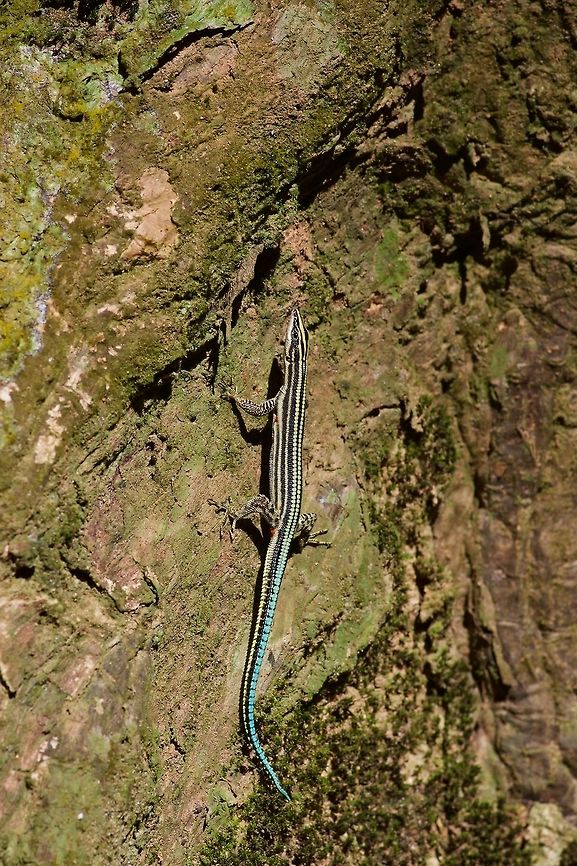 A Saw-tailed Lizard (Holaspis guentheri) perched on a large tree trunk I saw a few of these very small lizards for a brief period in the afternoon while the sun was out. They were extremely skittish, disappearing under flaps of bark whenever they noticed my presence. Geotagged,Ghana,Holaspis guentheri,Saw-tailed Lizard,Summer