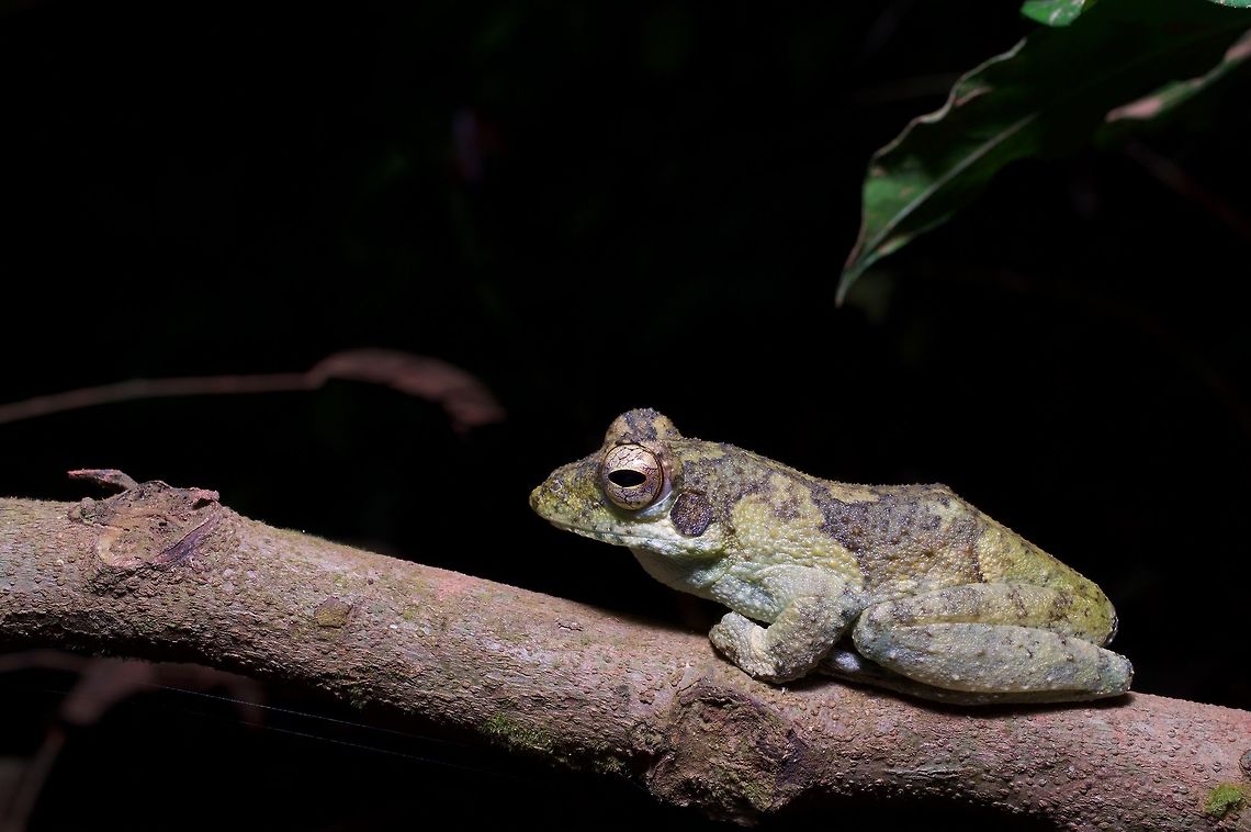 An African Foam-nest Tree Frog (Chiromantis rufescens) posed on a branch My friend Kurt spotted a white foamy blob in a tree overhanging a large puddle on a dirt road, which caused him to look for the creator of the blob. And there she was, a couple of feet away. African foam-nest tree frog,Chiromantis rufescens,Geotagged,Ghana,Summer
