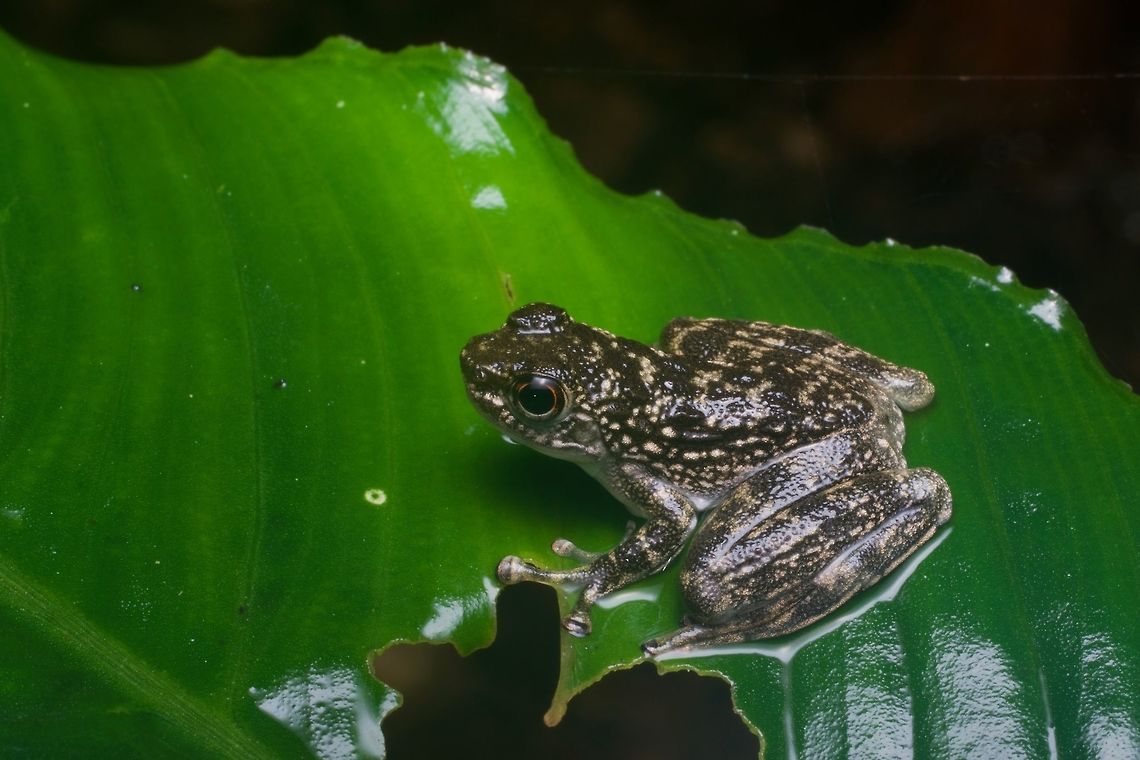 A Rock Skipper (Staurois latopalmatus) on a leaf at night These frogs are incredibly well camouflaged when they&#039;re clinging to boulders in the stream, but are pretty obvious when sitting on leaves. Geotagged,Malaysia,Rock skipper,Staurois latopalmatus,Winter