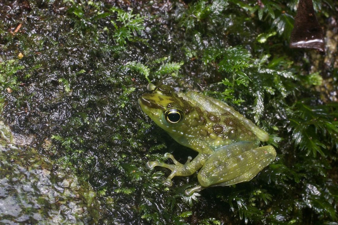 A White-spotted Foot-flagging Frog (Staurois parvus) on a mossy rock I saw this frog in a lowland rainforest location that also featured two other closely-related species, Staurois guttatus and Staurois latopalmatus. Geotagged,Malaysia,Staurois parvus,White-spotted Foot-flagging Frog,Winter