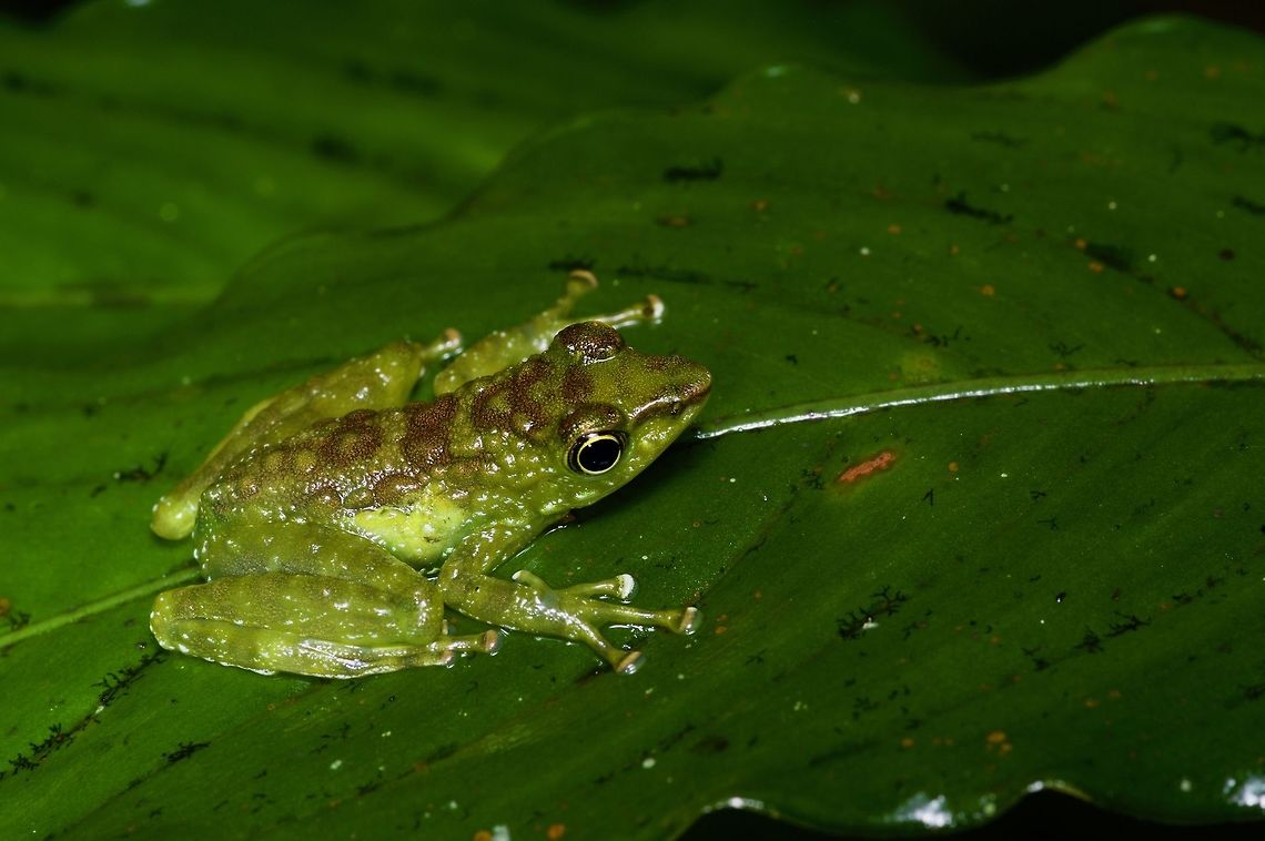 A Green-spotted Foot-flagging Frog (Staurois tuberilinguis) on a leaf at night This species is very similar to Staurois guttatus, but lumpier. Geotagged,Green-spotted Foot-flagging Frog,Malaysia,Staurois tuberilinguis,Winter