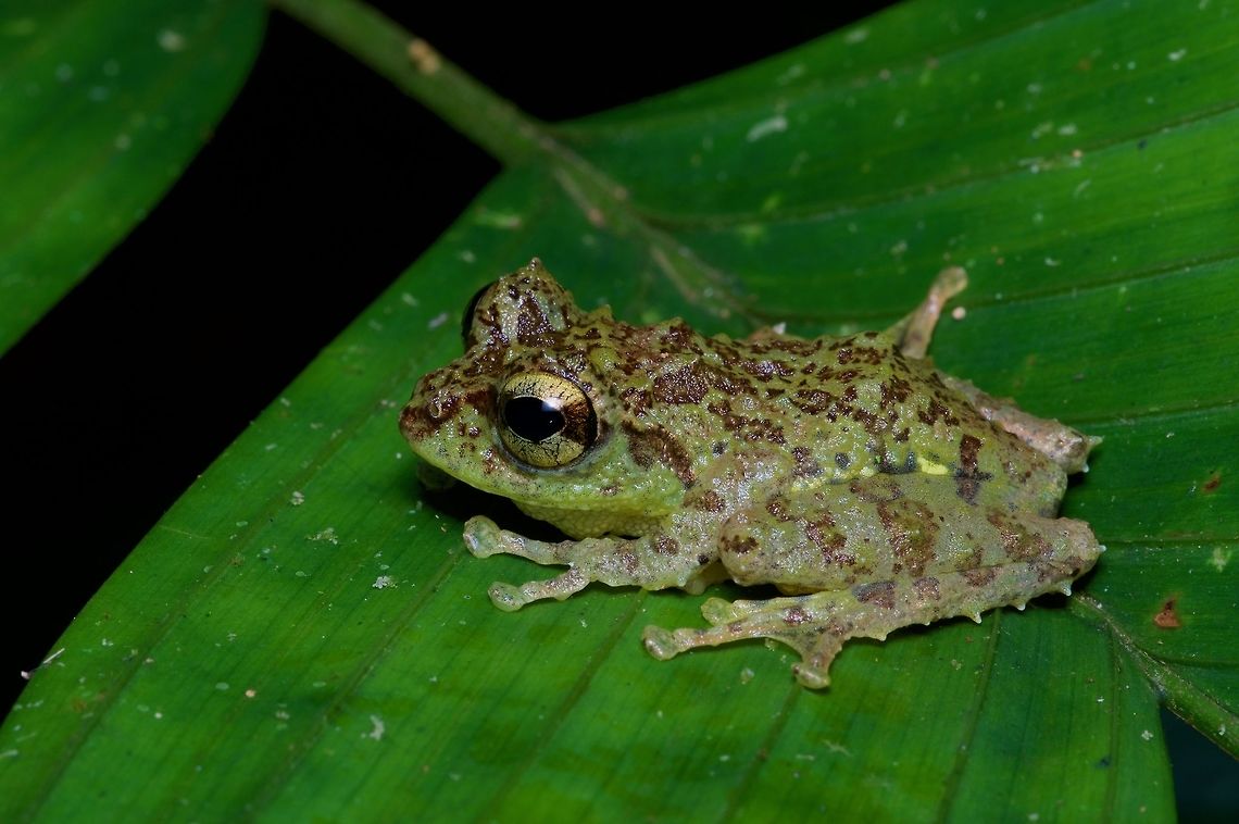 A Mossy Treefrog (Philautus macroscelis) resting on a leaf at night Most Philautus species are fairly nondescript small brown frogs, but this one is an exception. Geotagged,Malaysia,Mossy Treefrog,Philautus macroscelis,Winter