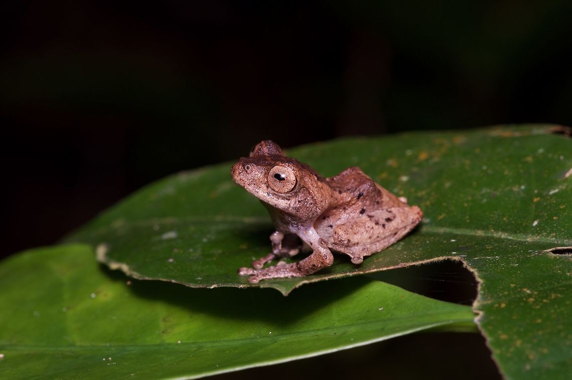 A Golden-legged Bush Frog (Philautus aurantium) looking attentive This little frog really does have golden (well, yellowish) legs, but only on the inner surfaces, and thus not visible in this picture. Geotagged,Malaysia,Philautus aurantium,Winter