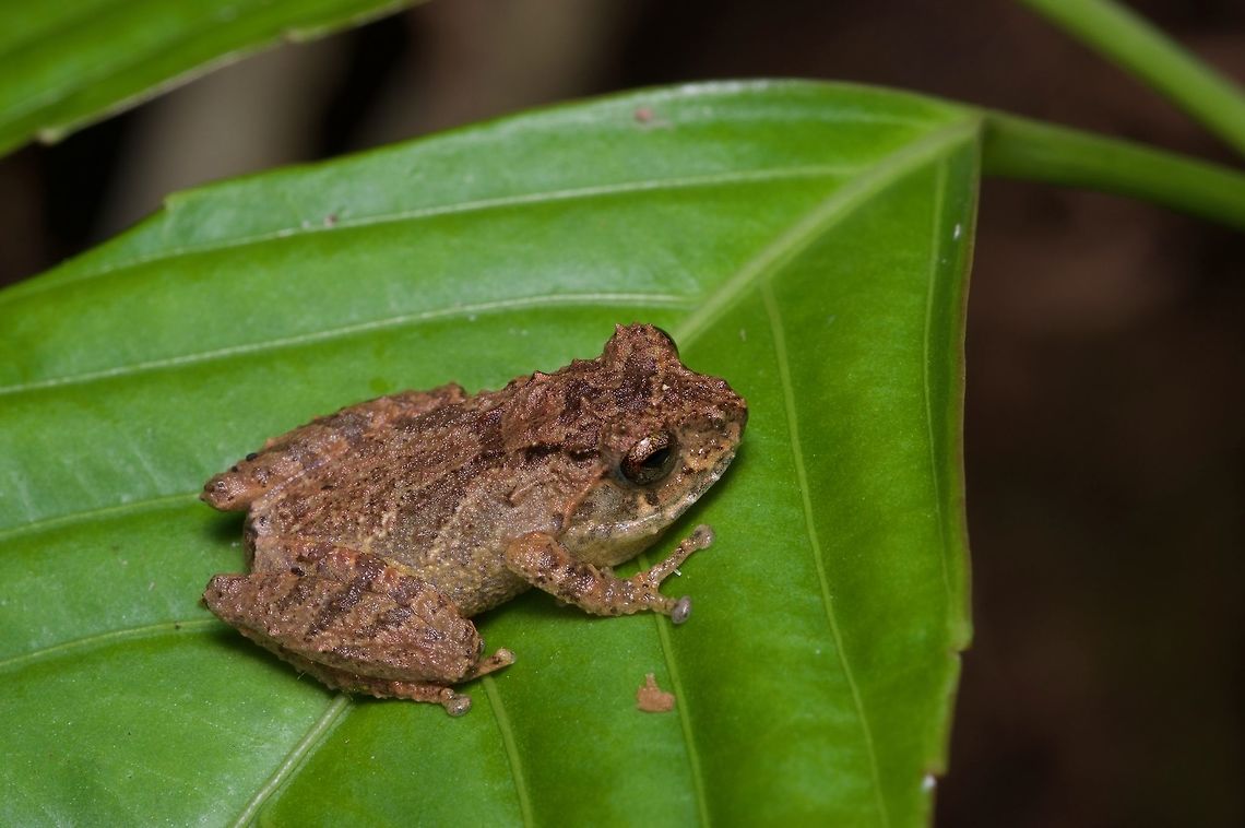 A Cloud Bush Frog (Philautus nephophilus) on a leaf at night Around the Kinabalu Park headquarters on Mt. Kinabalu, I saw a number of different small Philautus frogs. It took me quite a while to sort out which species they all were, and I might have gotten some of them wrong. But as best as I could tell, this one is Philautus nephophilus, a recently described species. Cloud Bush Frog,Geotagged,Malaysia,Philautus nephophilus,Winter