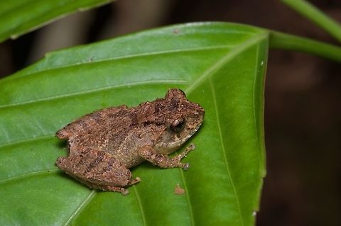 A Cloud Bush Frog (Philautus nephophilus) on a leaf at night Around the Kinabalu Park headquarters on Mt. Kinabalu, I saw a number of different small Philautus frogs. It took me quite a while to sort out which species they all were, and I might have gotten some of them wrong. But as best as I could tell, this one is Philautus nephophilus, a recently described species. Cloud Bush Frog,Geotagged,Malaysia,Philautus nephophilus,Winter