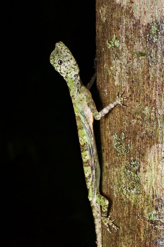 A Five-banded Gliding Lizard (Draco quinquefasciatus) giving me the stink eye It is giving me the stink eye because I captured it sleeping on this tree and gently expanded its &quot;wings&quot; (officially called patagia) to check which species it was. I then put it back on the tree in the same position it had been, but now it was on to me. Draco quinquefasciatus,Five-banded Gliding Lizard,Geotagged,Malaysia,Winter