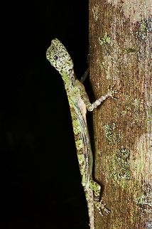 A Five-banded Gliding Lizard (Draco quinquefasciatus) giving me the stink eye It is giving me the stink eye because I captured it sleeping on this tree and gently expanded its "wings" (officially called patagia) to check which species it was. I then put it back on the tree in the same position it had been, but now it was on to me. Draco quinquefasciatus,Five-banded Gliding Lizard,Geotagged,Malaysia,Winter