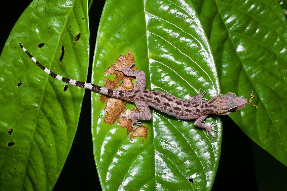 An Inger's Bow-fingered Gecko (Cyrtodactylus pubisulcus) posing on leaves at night South-east Asia has about a zillion species of Cyrtodactylus, more or less. In Borneo, most locations have at least a couple of different Cyrtodactylus species. Cyrtodactylus pubisulcus,Geotagged,Inger's bow-fingered gecko,Malaysia,Winter
