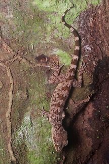 A Sabah Bow-fingered Gecko (Cyrtodactylus ingeri) in ambush position Cyrtodactylus ingeri, named after Robert Inger, is not to be confused with the very similar Inger's Bow-fingered Gecko (Cyrtodactylus pubisulcus), also named after Robert Inger, but in a different manner. Cyrtodactylus ingeri,Geotagged,Malaysia,Sabah bow-fingered gecko,Winter