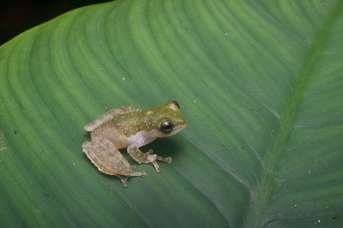 This charming treefrog is a Charming Treefrog (Feihyla kajau)  Charming Treefrog,Feihyla kajau,Geotagged,Malaysia,Winter