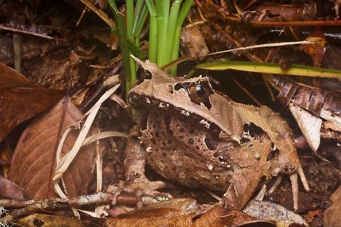 Kobayashis Horned Frog