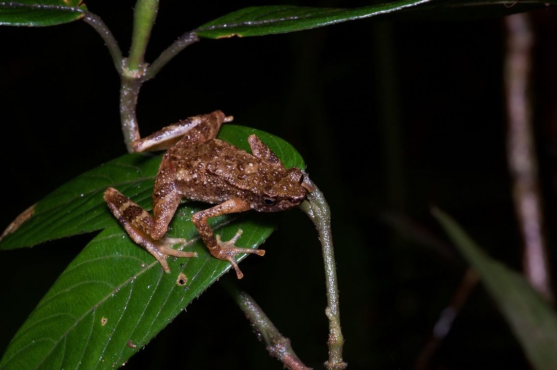 A Kinabalu Slender Toad (Ansonia hanitschi) in ambush position Yet another in the long series of animals with &quot;Kinabalu&quot; in their English name because they were originally found on Mt. Kinabalu (and in many cases have only been found there). Ansonia hanitschi,Geotagged,Malaysia,Winter