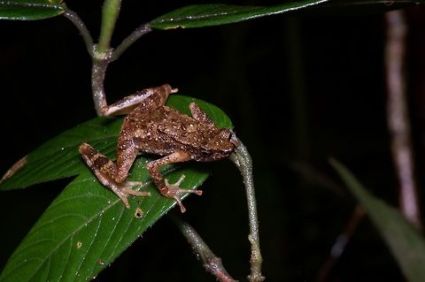 A Kinabalu Slender Toad (Ansonia hanitschi) in ambush position Yet another in the long series of animals with "Kinabalu" in their English name because they were originally found on Mt. Kinabalu (and in many cases have only been found there). Ansonia hanitschi,Geotagged,Malaysia,Winter