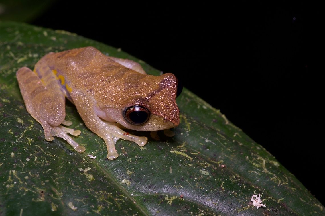 A Sharp-nosed Treefrog (Rhacophorus angulirostris) perched on a leaf This is one of the smaller Rhacophorus species, a far cry from the big exciting flying frogs like Rhacophorus nigripalmatus. Still, rather cute. Geotagged,Malaysia,Rhacophorus angulirostris,Winter