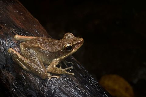 A Northern Torrent Frog (Meristogenys orphnocnemis) pondering fate These were the most common frogs in the lowland rainforest of Kinabalu Park, or at least the most easily found. Geotagged,Malaysia,Meristogenys orphnocnemis,Winter