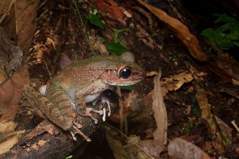 A Maryati's Torrent Frog (Meristogenys maryatiae) waiting for tasty bugs to wander near I thought this frog looked suspiciously different from the numerous Northern Torrent Frogs (Meristogenys orphnocnemis) I saw in the same area. Borneo frog expert Dr. Alexander Haas agreed and identified this one as M. maryatiae. Geotagged,Malaysia,Maryati's Torrent Frog,Meristogenys maryatiae,Winter