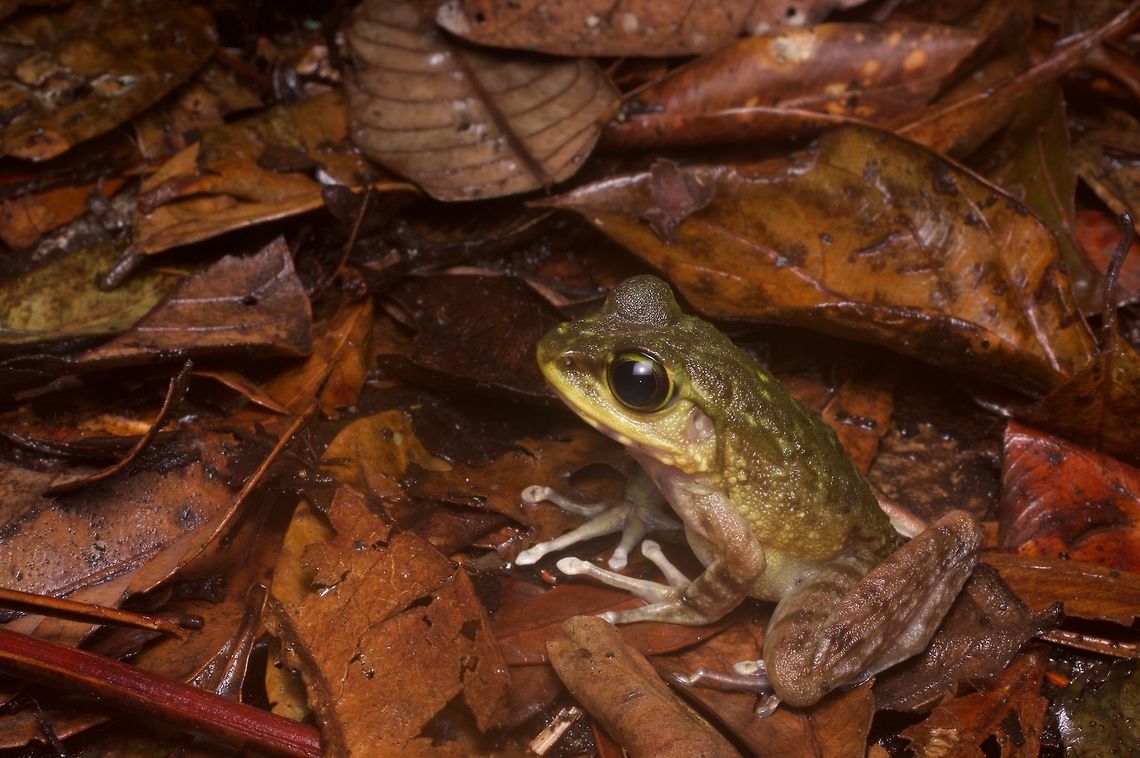 A Montane Torrent Frog (Meristogenys kinabaluensis) in the leaf litter These frogs are the highland equivalents of the Northern Torrent Frogs (Meristogenys orphnocnemis). Geotagged,Malaysia,Meristogenys kinabaluensis,Winter