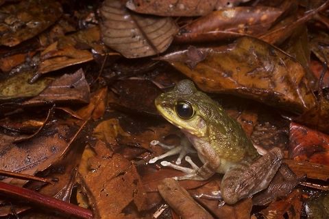 A Montane Torrent Frog (Meristogenys kinabaluensis) in the leaf litter These frogs are the highland equivalents of the Northern Torrent Frogs (Meristogenys orphnocnemis). Geotagged,Malaysia,Meristogenys kinabaluensis,Winter