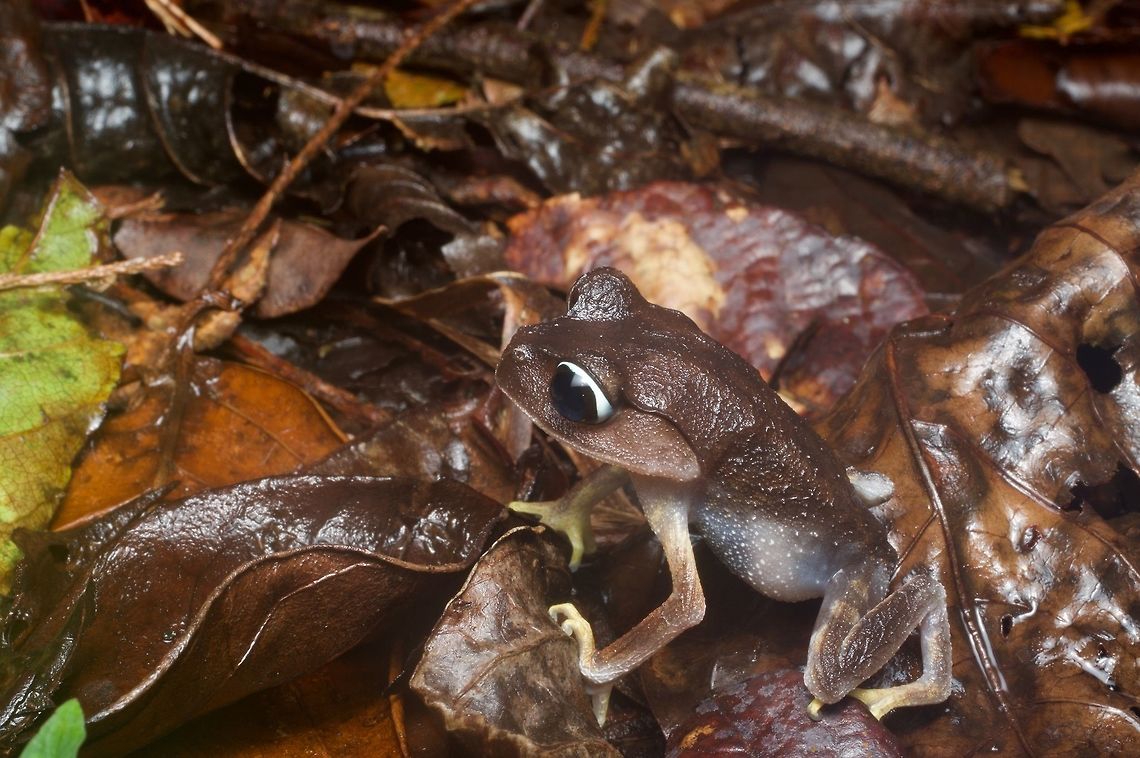 A Montane Large-eyed Litter Frog (Leptobrachium montanum) looking extremely surprised They aren't called "large-eyed" for nothing! Geotagged,Leptobrachium montanum,Malaysia,Winter