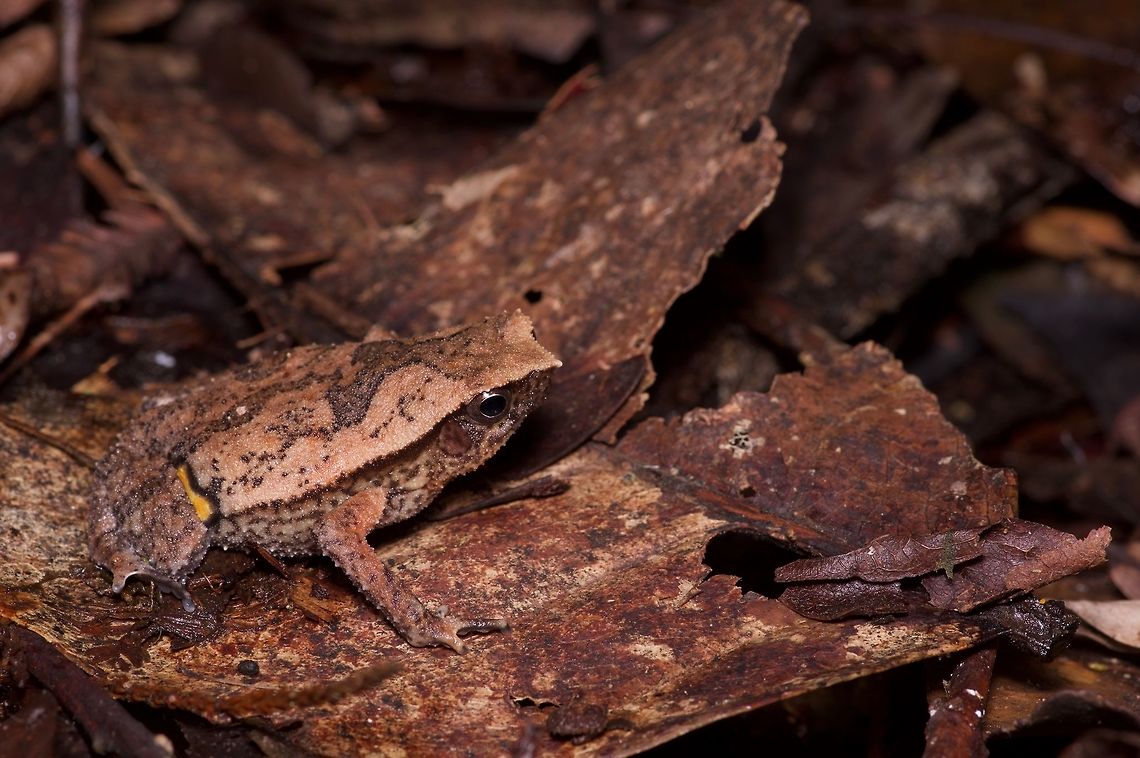 A Kinabalu Sticky Frog (Kalophrynus baluensis) hiding in the leaf litter The various Borneo Kalophrynus species are hard to tell apart and something of a taxonomic mess. Fortunately for the sake of identification only one type is known from Mt. Kinabalu, and it seems to be a well-defined species. Geotagged,Kalophrynus baluensis,Malaysia,Winter