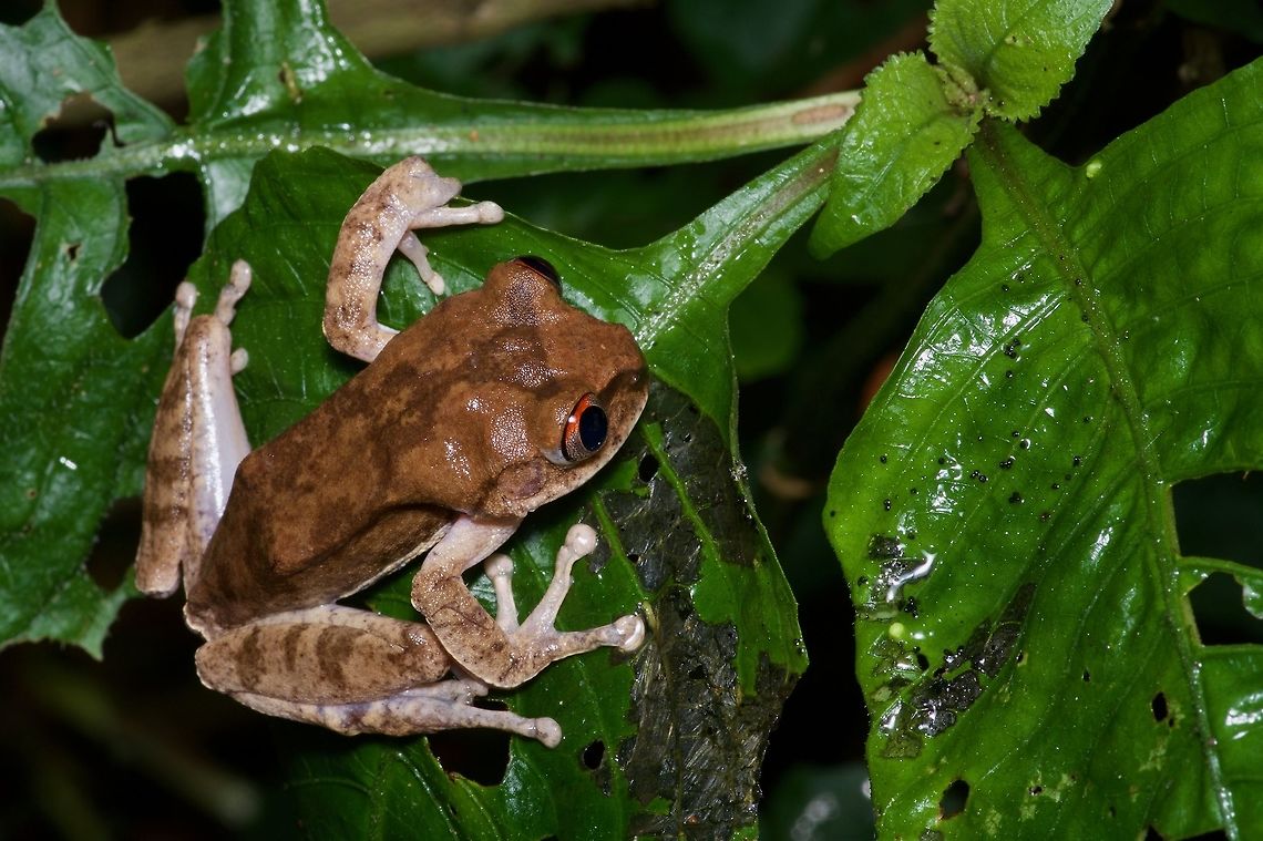 Spirit of the Night This species can be identified by its size, shape, and scary-looking red eyes. Its size and shape are not scary-looking though. Geotagged,Ghana,Leptopelis spiritusnoctis,Summer