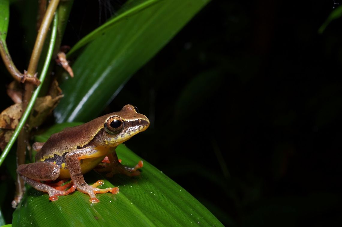 A Variable Montane Reed Frog (Hyperolius picturatus) I loved the different colored highlights and irregular patterns on this small treefrog species, probably the prettiest that we saw in Ghana. Geotagged,Ghana,Hyperolius picturatus,Summer
