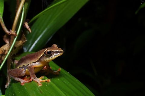 A Variable Montane Reed Frog (Hyperolius picturatus) I loved the different colored highlights and irregular patterns on this small treefrog species, probably the prettiest that we saw in Ghana. Geotagged,Ghana,Hyperolius picturatus,Summer