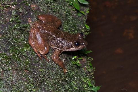 A slippery frog, indeed! The Togo Slippery Frog is critically endangered, known from only a handful of sites in Togo and one site in eastern Ghana. Recently the ones from Ghana have been determined to be a separate species, but that has not yet been published, so for now this is really known as "Conraua cf. derooi", but I'll just leave it at Conraua derooi until its new identity has been locked down. Conraua derooi,Geotagged,Ghana,Summer