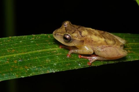 A Bobiri Reed Frog (Hyperolius sylvaticus), after the pedicure  Bobiri Reed Frog,Geotagged,Ghana,Hyperolius sylvaticus,Summer