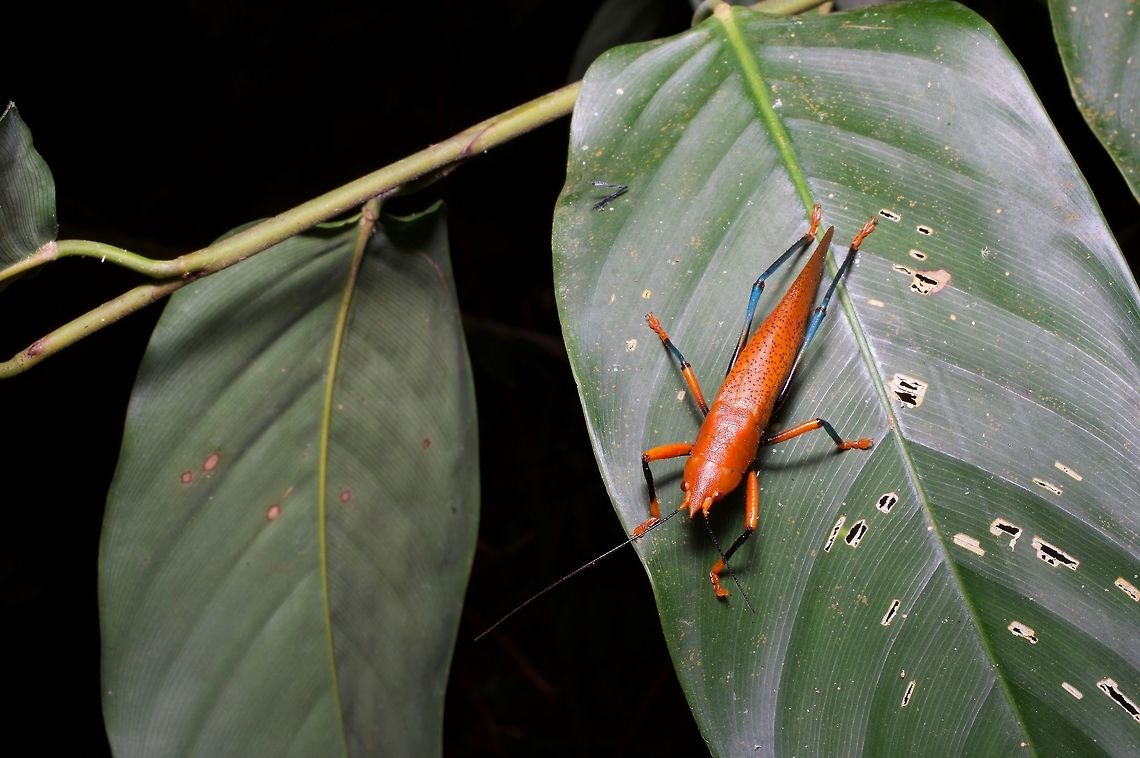 A red and blue katydid from Ghana This seemed like an insect that would be really easy to identify, but I had trouble finding anything that looked like this. Finally I came across a single photograph from the great Piotr Naskrecki taken in neighboring Guinea that shows a katydid with these same crazy colors, and I'm reasonably confident that this must be the same species. Piotr's photograph can be found in various places around the web (not always properly attributed), including: <a href="https://www.gettyimages.com/detail/photo/katydid-the-black-blue-and-orange-high-res-stock-photography/73804420" rel="nofollow">https://www.gettyimages.com/detail/photo/katydid-the-black-blue-and-orange-high-res-stock-photography/73804420</a> Geotagged,Ghana,Plastocorypha vandicana,Summer