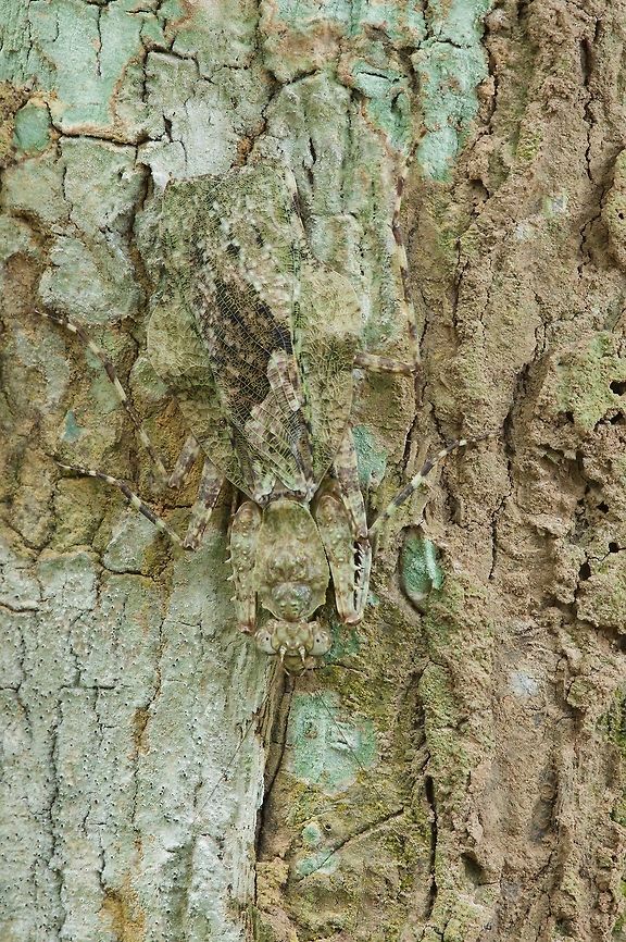 Bark or bug? I think this is the most well-camouflaged insect I&#039;ve ever seen. Or, at least, ever noticed. Even now, staring at the photo, I still can&#039;t quite make out the outline of this mantis against the nearly identically colored and patterned bark.<br />
<br />
Thanks to Evgeny Shcherbakov for the ID, which he admits is tentative. Another African mantis expert, Nicholas Moulin, agreed that it was genus Theopompella but didn&#039;t suggest a species. Geotagged,Ghana,Summer,Theopompella aurivilli