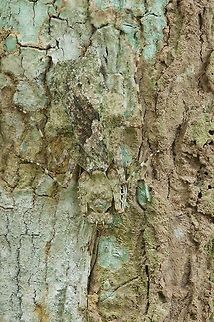 Bark or bug? I think this is the most well-camouflaged insect I've ever seen. Or, at least, ever noticed. Even now, staring at the photo, I still can't quite make out the outline of this mantis against the nearly identically colored and patterned bark.

Thanks to Evgeny Shcherbakov for the ID, which he admits is tentative. Another African mantis expert, Nicholas Moulin, agreed that it was genus Theopompella but didn't suggest a species. Geotagged,Ghana,Summer,Theopompella aurivilli