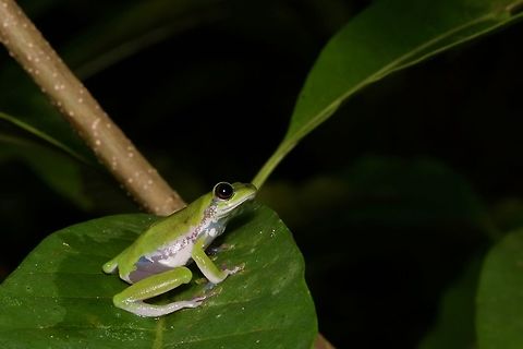 A Variable Reed Frog (Hyperolius concolor) pondering the universe It looks very thoughtful, and slightly optimistic. Geotagged,Ghana,Hyperolius concolor,Summer