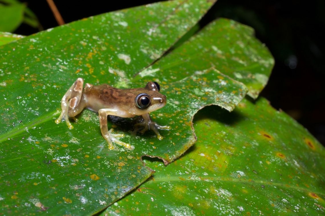 A Nigeria Banana Frog, not in Nigeria, not on a banana Cute li'l guy though, even if it couldn't live up to its name. Afrixalus nigeriensis,Geotagged,Ghana,Nigeria banana frog,Summer