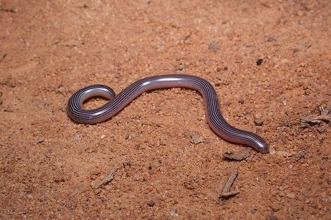 Spotted Blind Snake