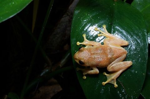 Hyperolius bobiri splayed out on a leaf This frog's scientific name comes from the Bobiri Forest Reserve, where it was first discovered. Bobiri is still one of its only two known locations. You'd think it would have the English name of Bobiri Reed Frog, but that name was already taken by Hyperolius sylvaticus, which was also described from a specimen found in the Bobiri Forest Reserve. Geotagged,Ghana,Hyperolius bobirensis,Summer
