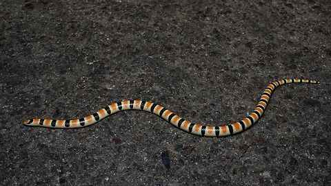 A colorful Western Shovel-nosed Snake (Chionactis occipitals) on a road at night These little beauties are the most common snakes in the area. I often see them crossing the road after dark. Usually they start squiggling at super speed once they notice me, but this one just held its position for some reason. Chionactis occipitalis,Geotagged,Spring,United States,Western shovelnose snake