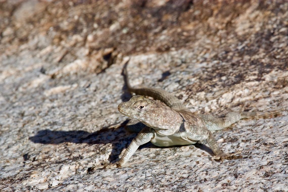 A Banded Rock Lizard (Petrosaurus mearnsi) blending in with the granite These graceful lizards are always found in large rock piles. They squeeze into narrow cracks for safety and to sleep at night. Banded rock lizard,Geotagged,Petrosaurus mearnsi,Spring,United States