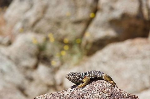 Baja California Collared Lizard