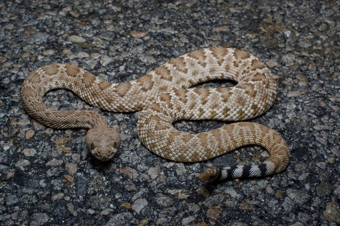 A young Red Diamond Rattlesnake (Crotalus ruber) on the road at night These snakes are very similar to the more widespread Western Diamond-backed Rattlesnakes, but their ranges don&#039;t quite overlap. They are typically reddish in color, though this young one isn&#039;t particularly reddish. Crotalus ruber,Geotagged,Spring,United States