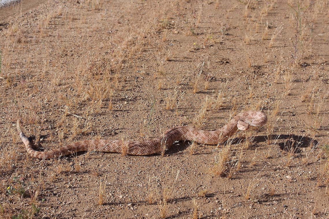A wary Southwestern Speckled Rattlesnake (Crotalus pyrrhus) early in the morning  Crotalus pyrrhus,Geotagged,Spring,United States,crotalus pyrrhus