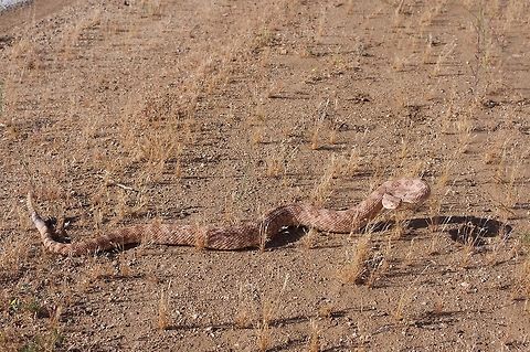 A wary Southwestern Speckled Rattlesnake (Crotalus pyrrhus) early in the morning  Crotalus pyrrhus,Geotagged,Spring,United States,crotalus pyrrhus