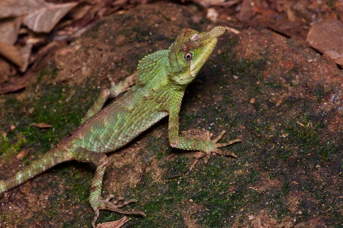 Stop looking at my nose! One of the sillier agamid lizards from Sri Lanka. But not the silliest! Ceratophora tennentii,Geotagged,Leaf-nosed lizard,Sri Lanka,Summer