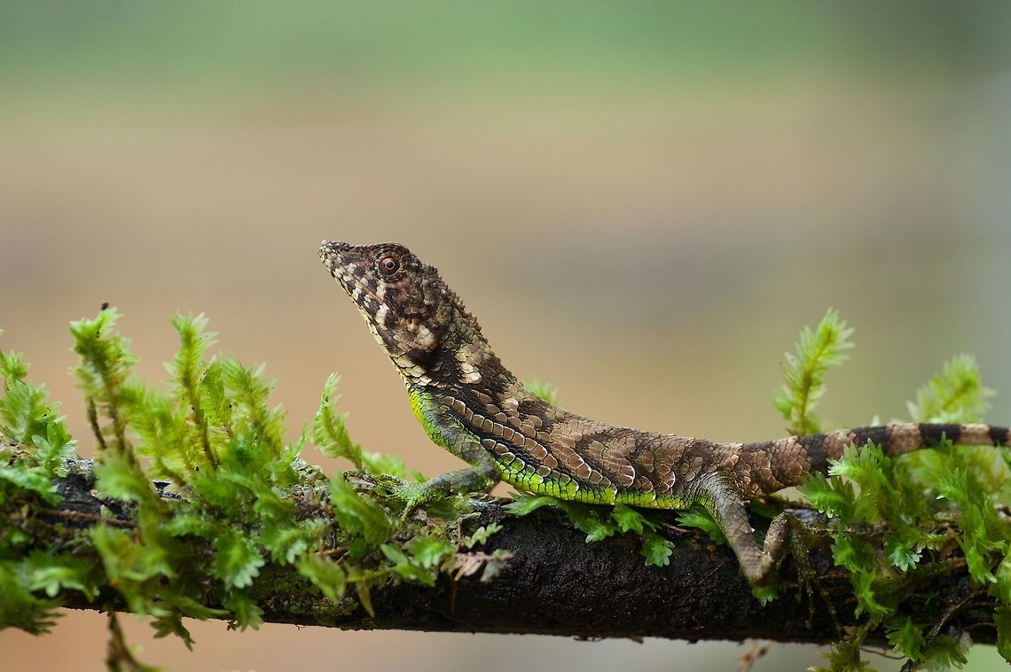 Erdelen's Horned Lizard, not actually horned This is the least silly of the five species of Ceratophora, all of which live only in Sri Lanka. It has only the faintest hint of a silly nose appendage. Still a good-looking lizard though. Ceratophora erdeleni,Certophora erdeleni,Geotagged,Sri Lanka,Summer