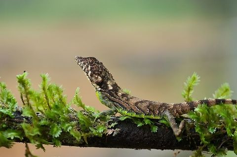 Erdelen's Horned Lizard