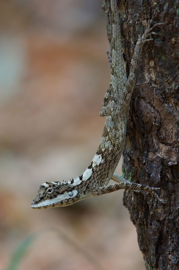 A Painted Lip Lizard showing off its broadly-applied lipstick These only mildly silly lizards are found throughout much of Sri Lanka, but are generally not easy to find. My guide knew of one forest area in which they were common, and we saw about a dozen in an hour or two. Calotes ceylonensis,Geotagged,Sri Lanka,Summer